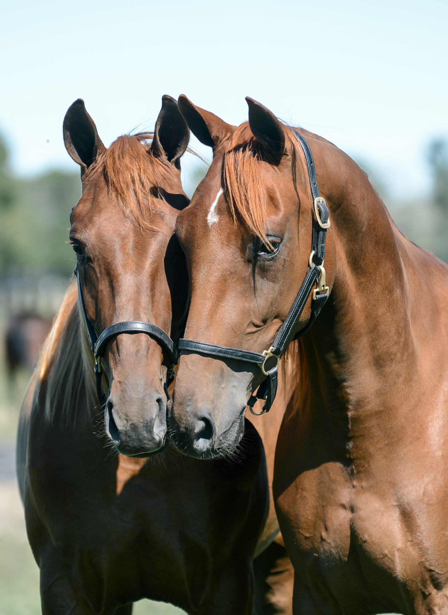 Travskolan Östersundstravet